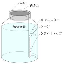 「ケーン」という金属の器具に固定し、ケーンごと「キャニスター」に入れて液体窒素タンクに収納