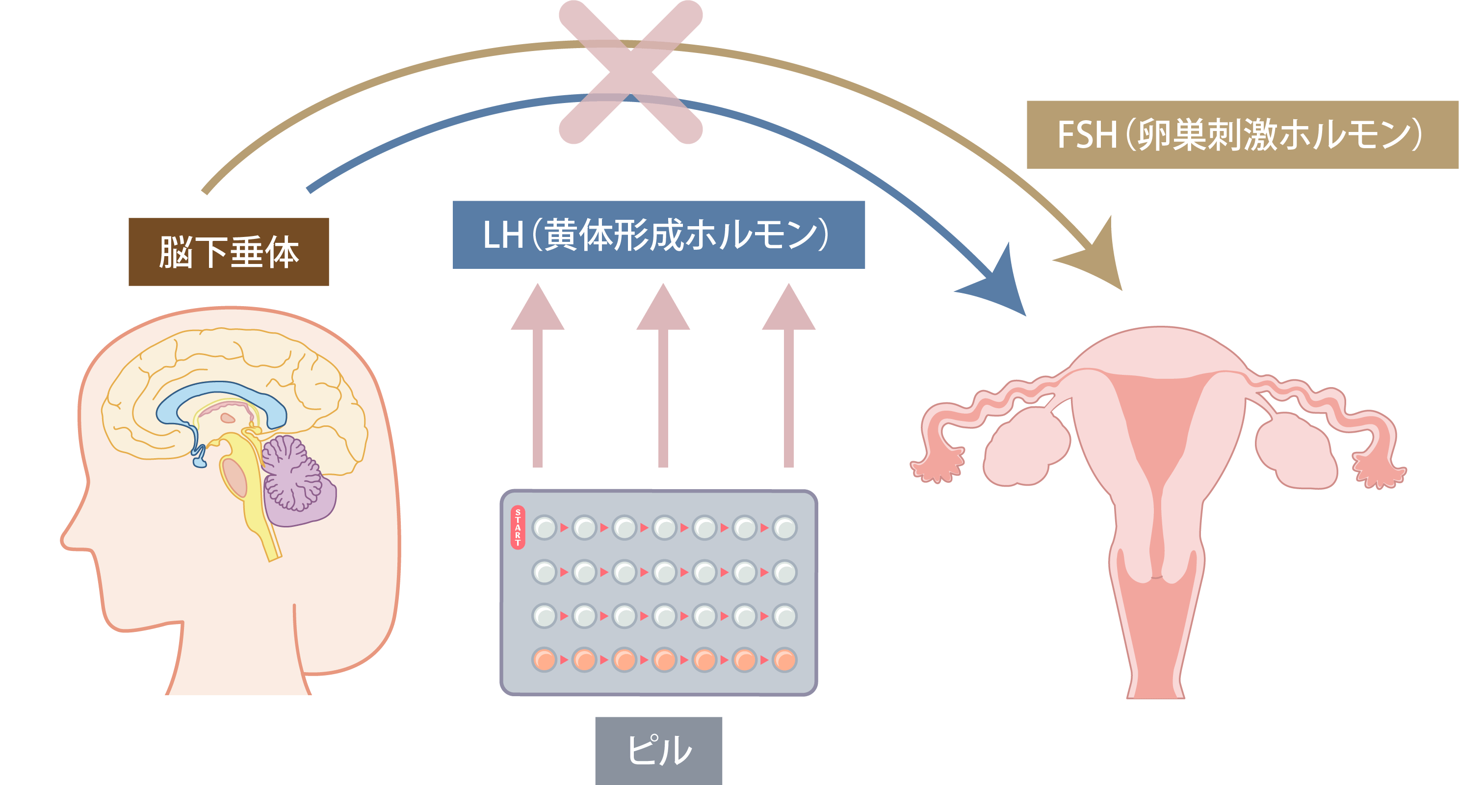 低用量ピルイメージ