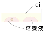 凍結胚の融解イメージ