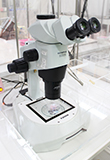 Stereomicroscope