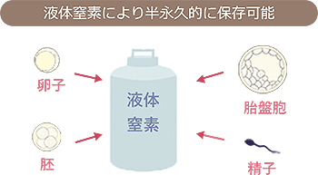 液体窒素により半永久的に保存可能