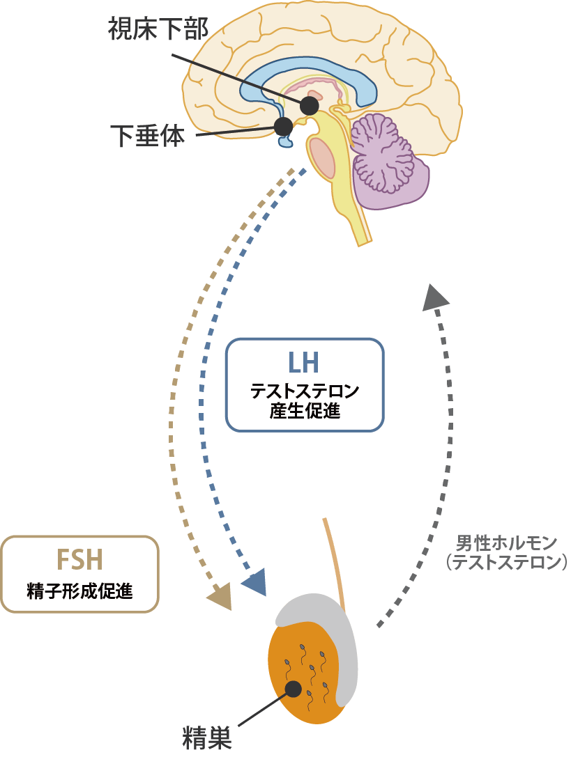 ホルモン値に異常がある場合