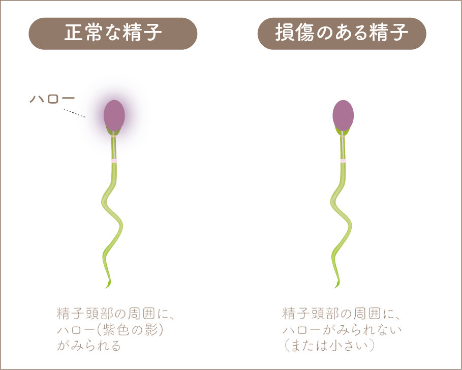 ハロースパームテスト