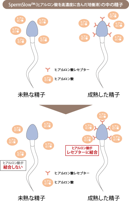 Sperm Slowの中の精子