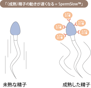 精子の動きが遅くなる