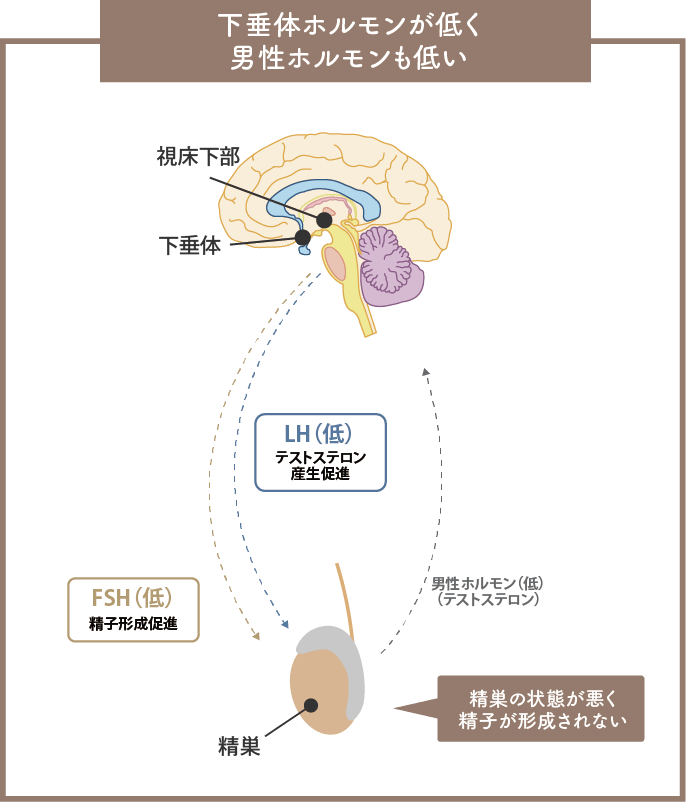 下垂体ホルモンが低く男性ホルモンも低い