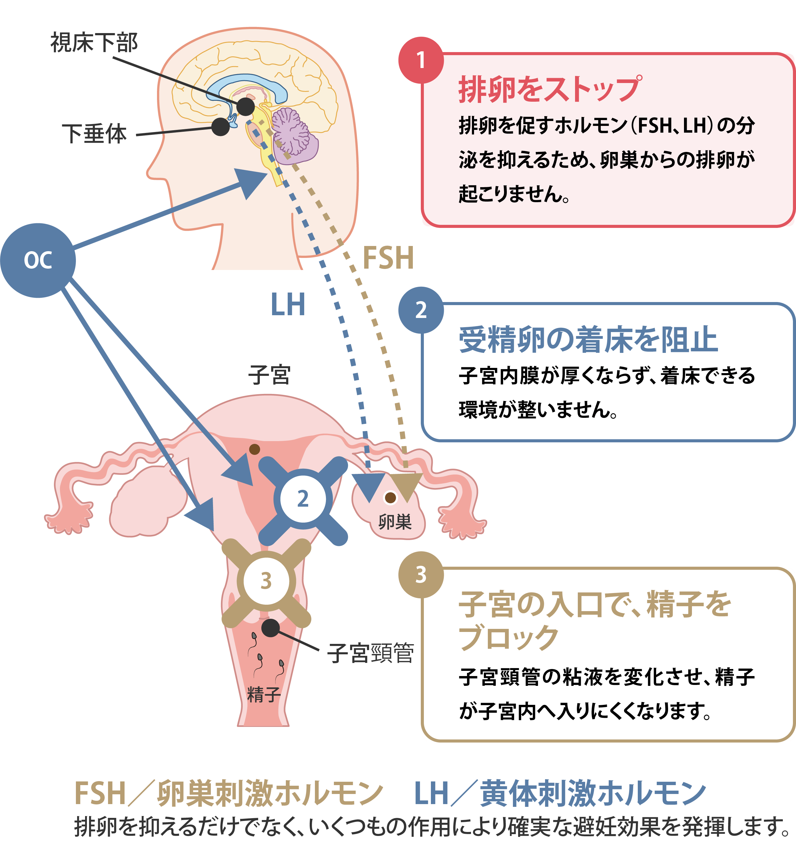 低用量ピルイメージ