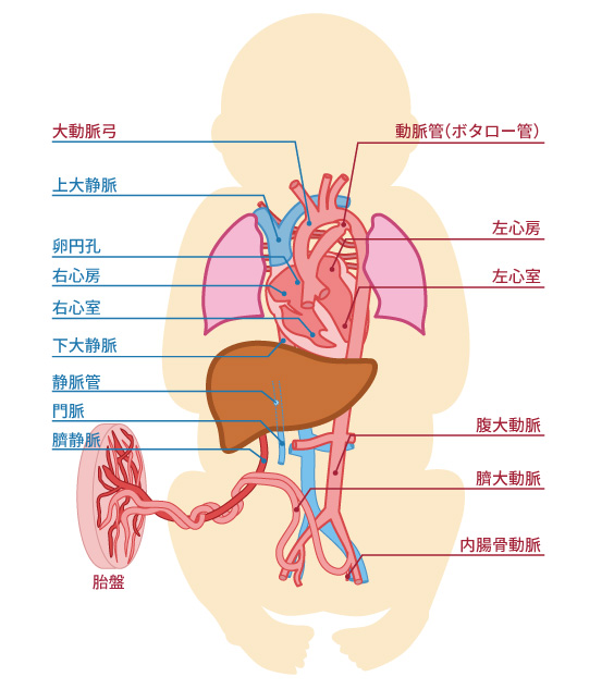 胎児循環