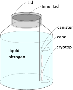 fixed to a metal device called [cane]