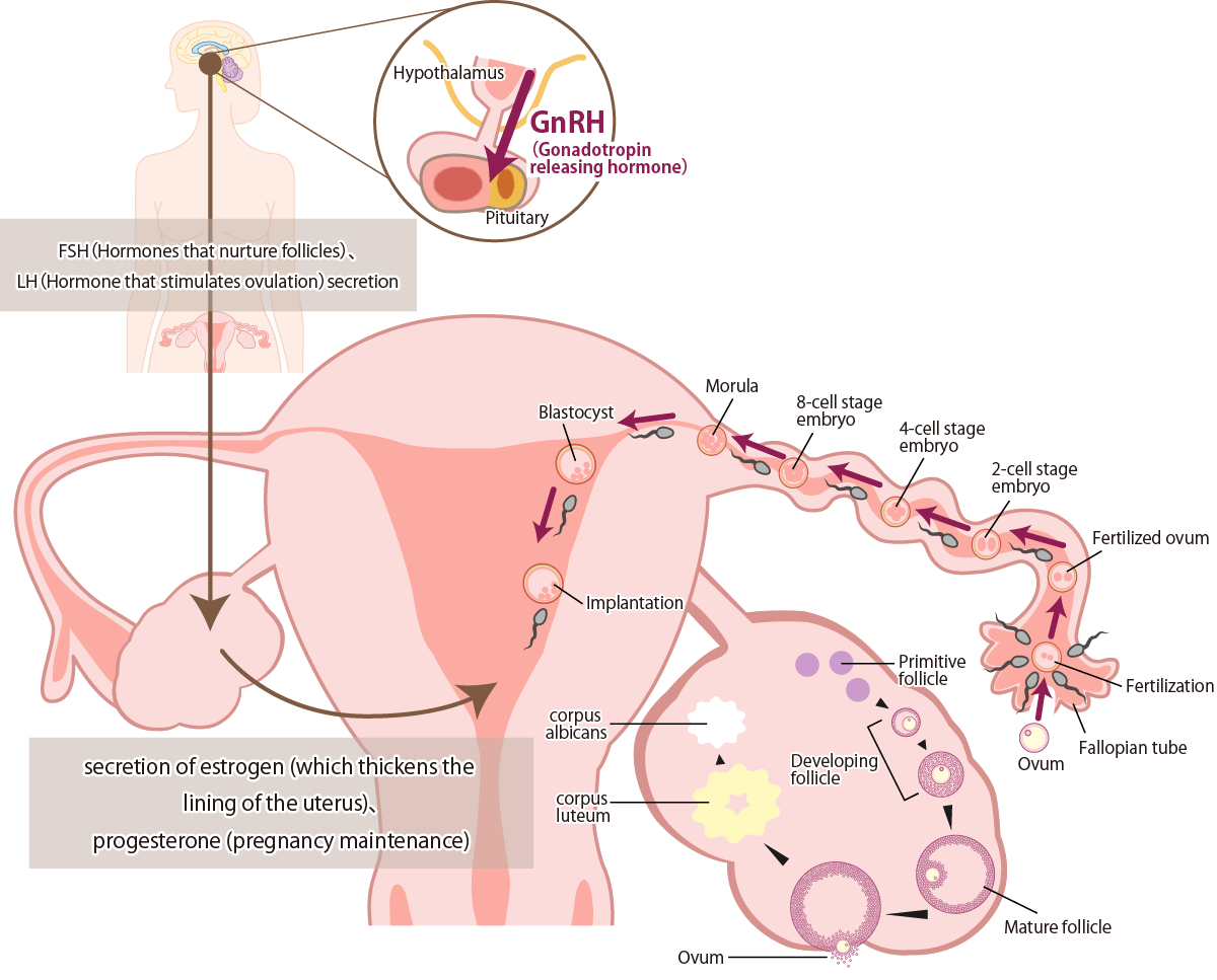 How Ovulation Works