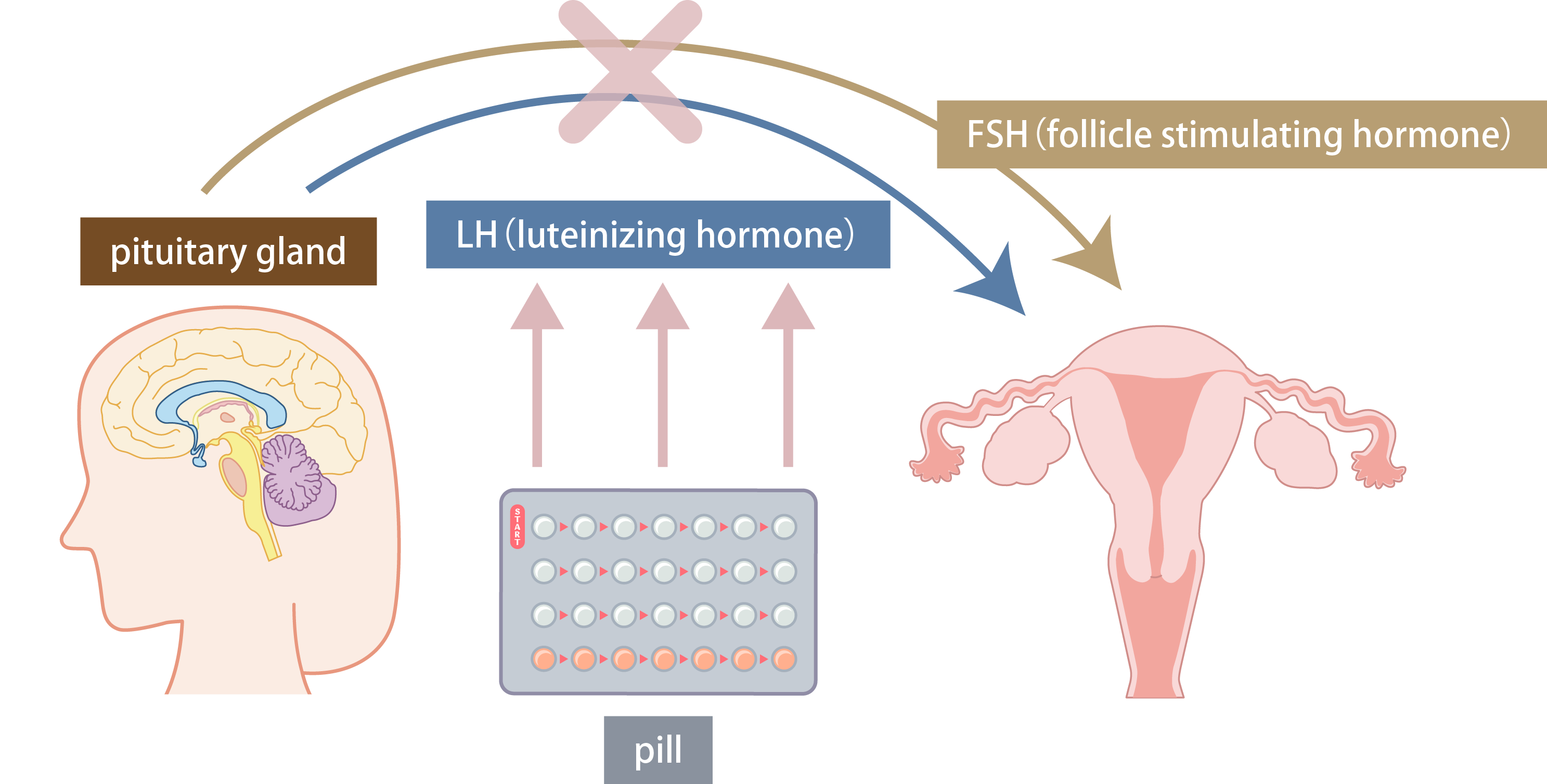 Low dose pill