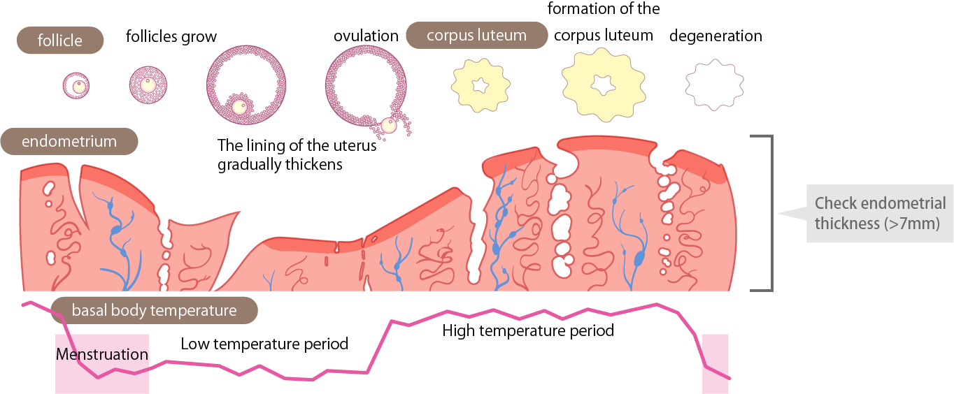 determine the embryo transfer date