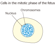 Incubate fetal cells in amniotic fluid