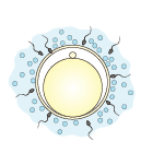 dissolved the granulose cell,