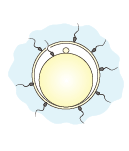 the first sperm arrives at the oocyte cell