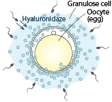 the sperm hyaluronidaze