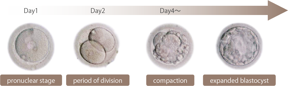 Long-term Culture, Blastocyst Culture