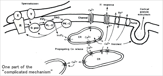 mechanism