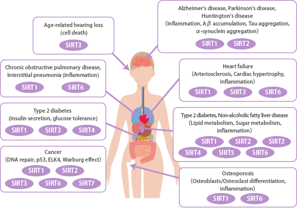 Sirtuins and aging-related diseases