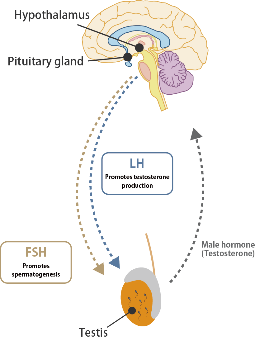 Abnormal hormone levels