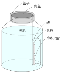 将其固定在名为“凯恩”的金属工具上，然后将整个工具放入名为“罐”的容器中，再将其存放在液氮罐中。