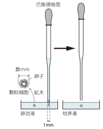 卵子的移动