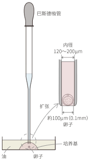 卵裸化