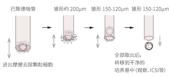 卵裸化