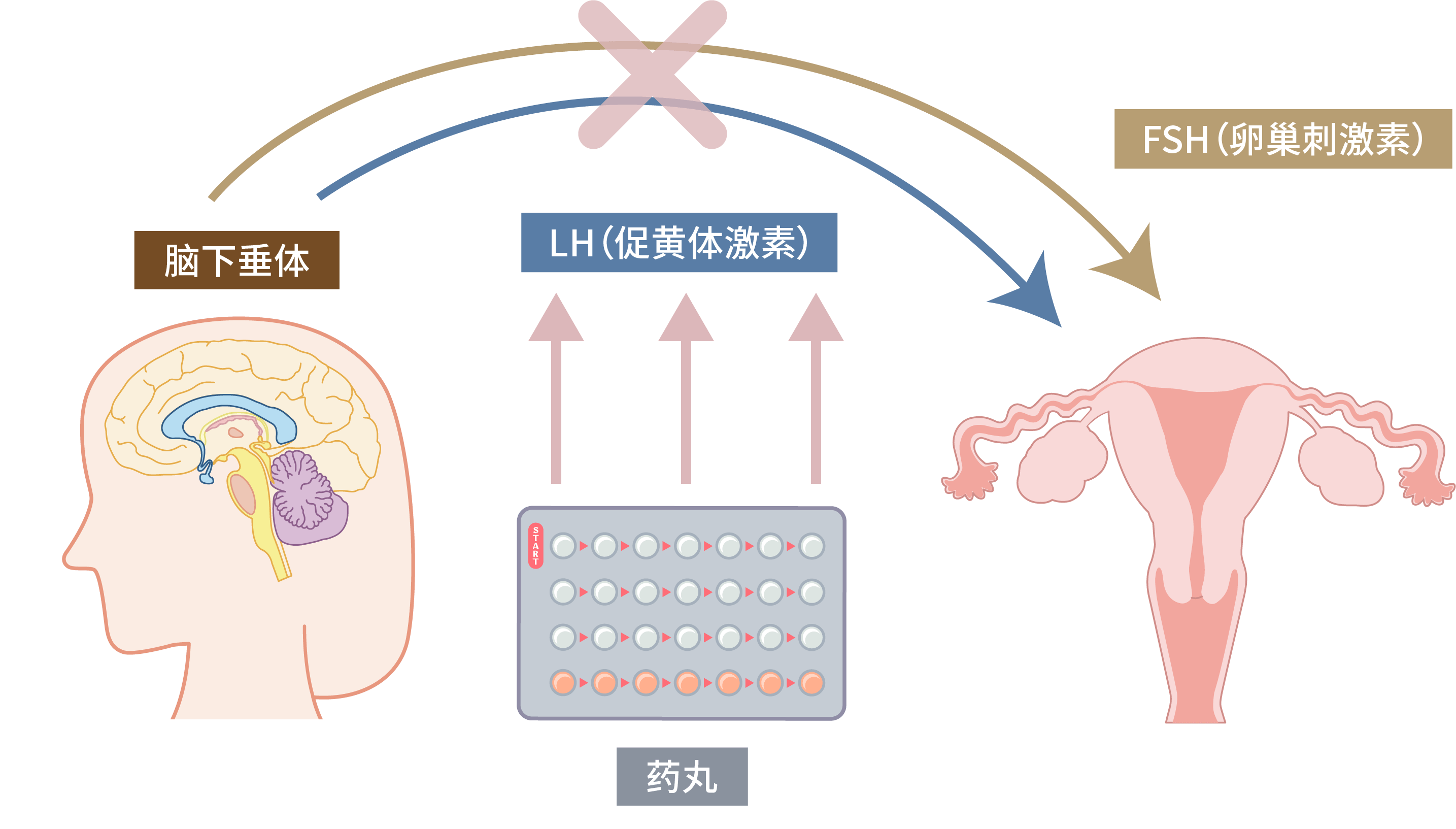 低剂量药丸