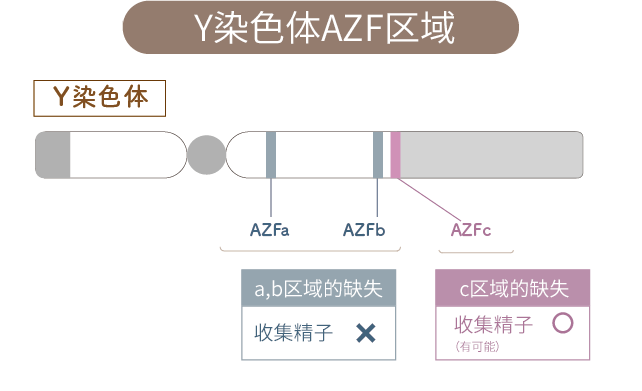 Y染色体AZF領域