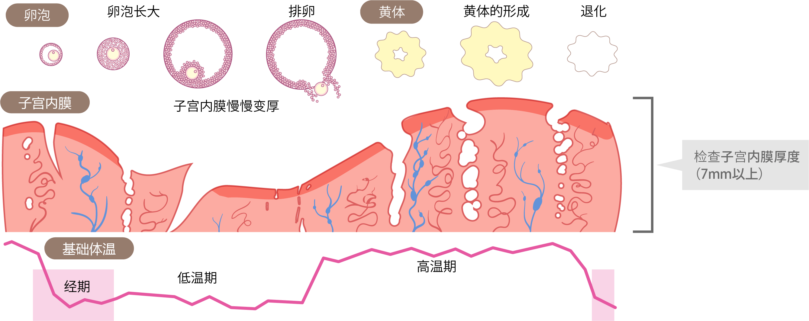 如果植入环境没有问题，确定胚胎移植日期