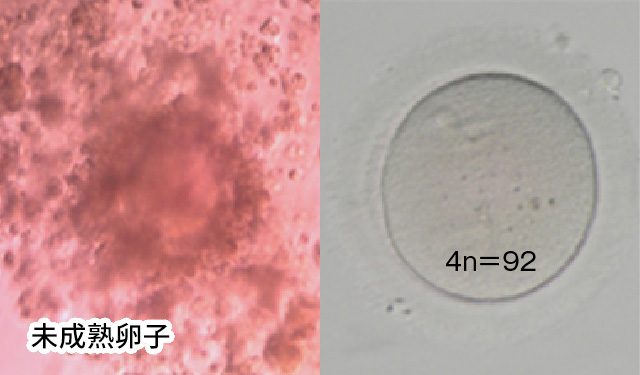 未成熟卵