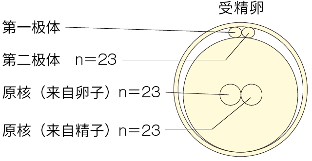 受精卵