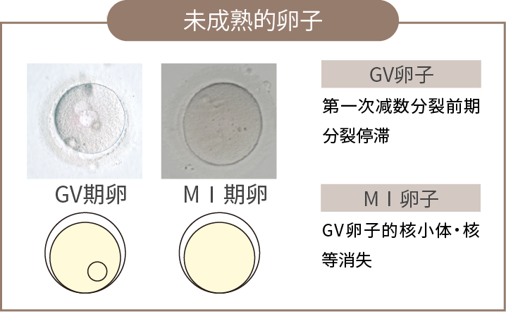 未成熟的卵