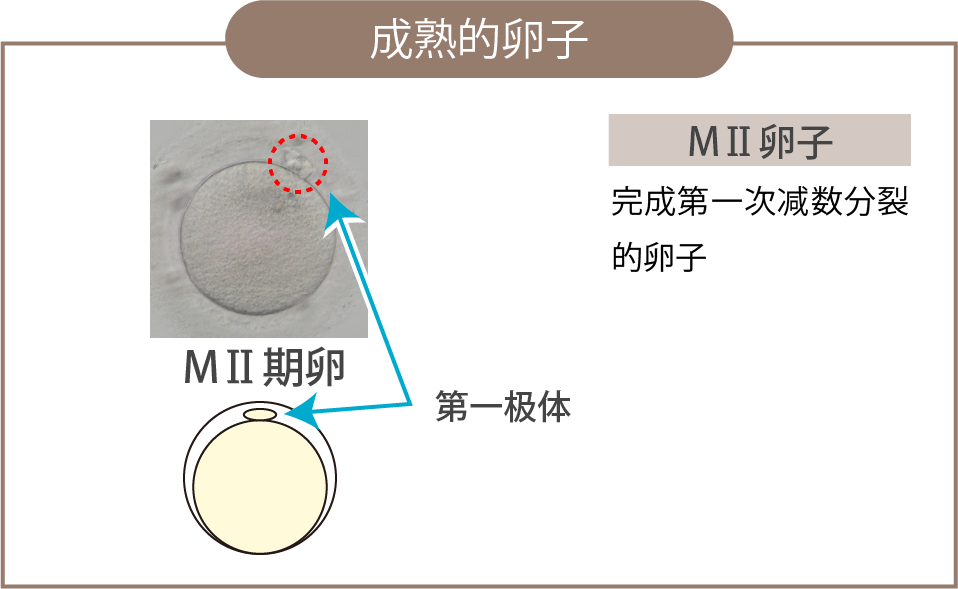 成熟的卵