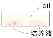 冷冻胚胎的融解