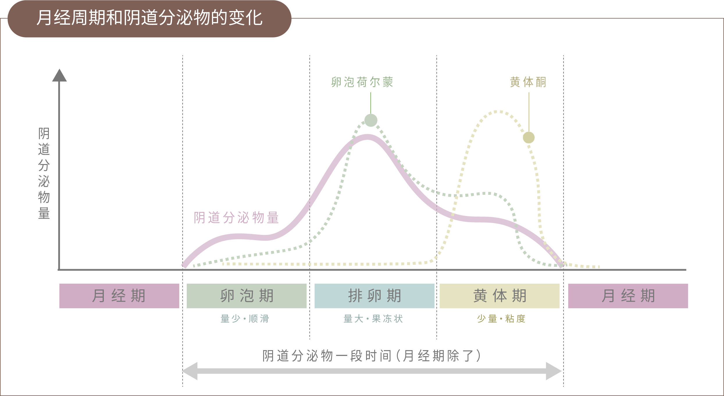 月经周期的变化