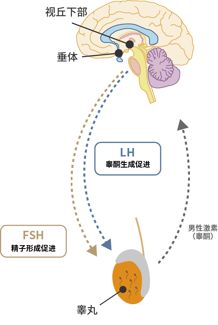 如果激素水平异常